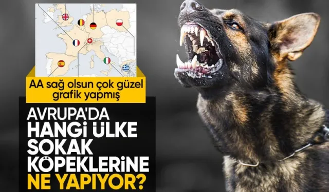 Avrupa ülkeleri sokak hayvanlarıyla ilgili nasıl bir yol izliyor?