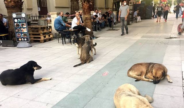 Bakan Yumaklı'dan Sokak Hayvanları için Önemli Açıklama! Düzenlemeler Yolda