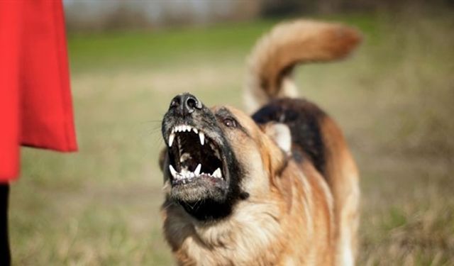 Başıboş köpeğe tedbir almayan belediyelere yaptırım uygulanacak!