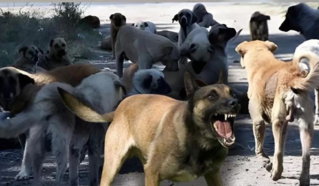 Başıboş köpekler için 4 maddelik teklif! Saldırgan olanlar uyutulacak