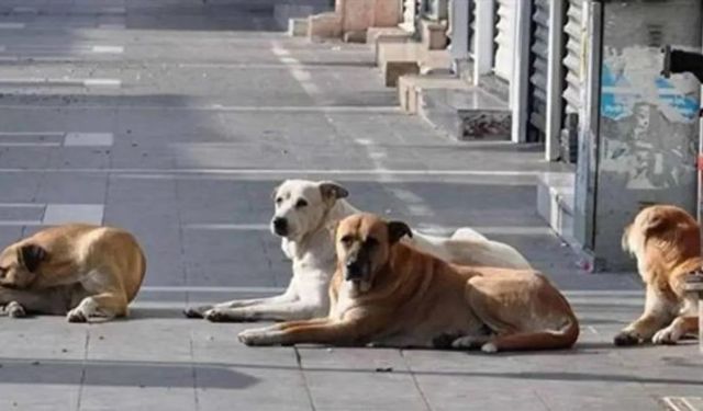 Ak Partili Güler'den açıklama: Yasada ötenazi olmak zorunda