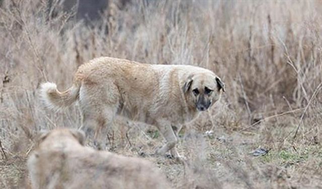 Valilikten 'hastalıklı köpekler' açıklaması