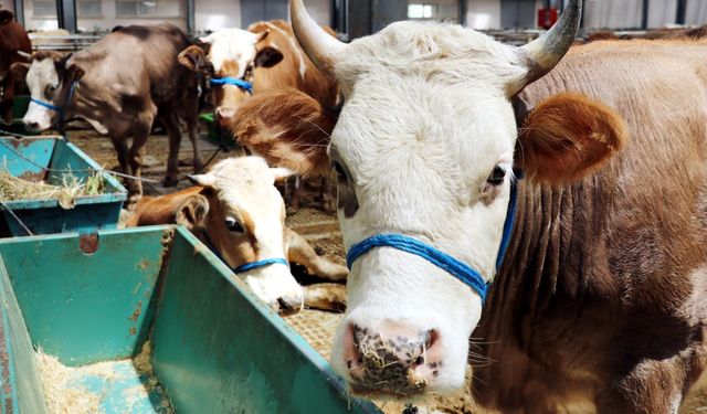 Kurban kesmek isteyenlere uyarı geldi: Kaçak hayvanlara dikkat