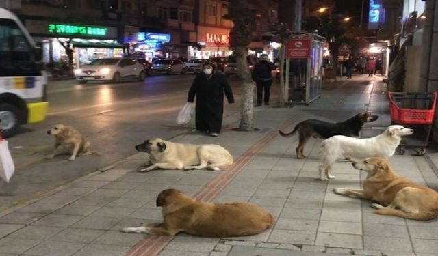 Sokak Hayvanlarıyla İlgili Düzenleme Bayramdan Sonra Meclis'te