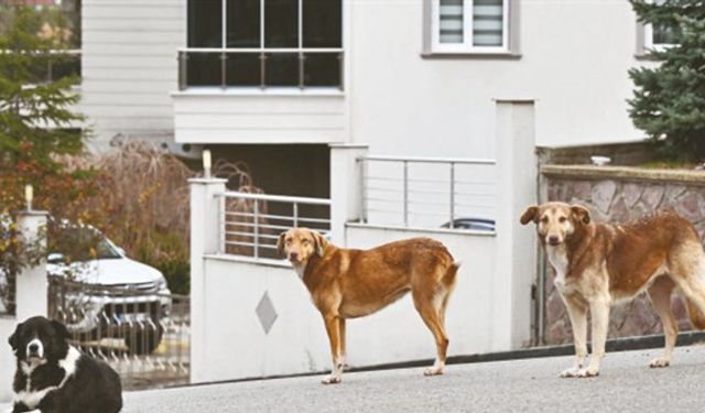 Başıboş köpekler için yeni öneri: Uyutmaya 'komisyon' karar versin