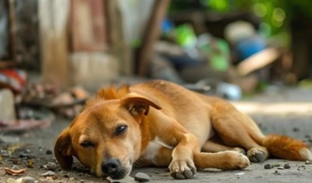 Sokak köpekleri düzenlemesinde 'ötenazi' kararı