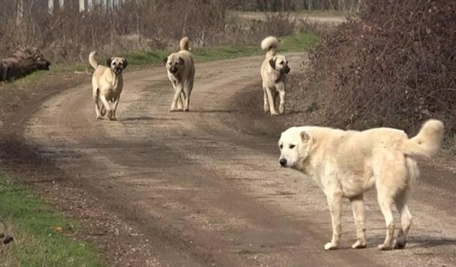 Sokak Köpeklerine Yönelik Kanun Teklifinin İlk 3 Maddesi Komisyondan Geçti