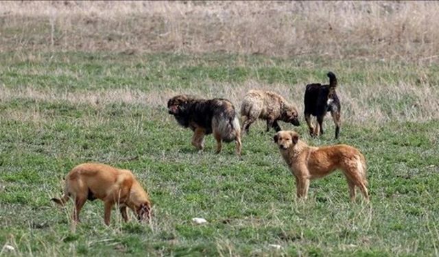 Sokak Köpeklerine Yönelik Kanun Teklifinin İlk 5 Maddesi Meclis'ten Geçti