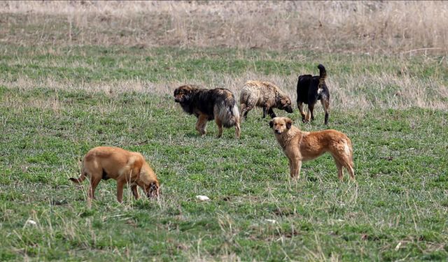 Köpek üzerinden stratejik oyun! Sözde hayvanseverlerden akıl dışı teklif