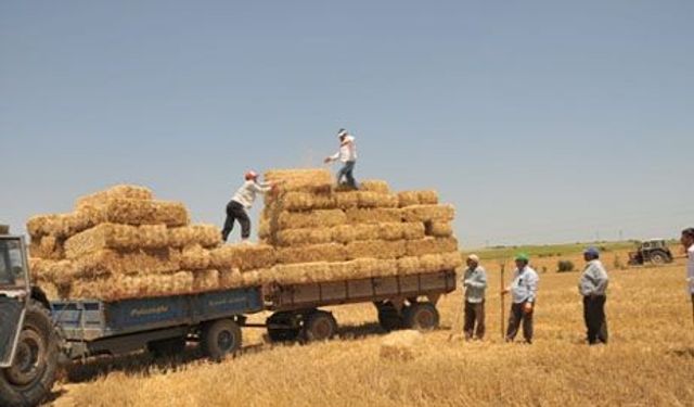 Çiftçi saman stoklarını bitirdi! Fiyatı yüzde 100 artacak