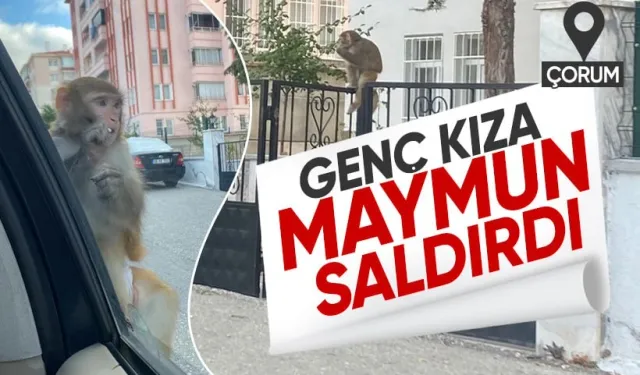 Çorum'da genç kıza maymun saldırısı!