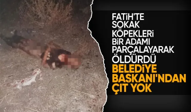 Fatih'te sokak köpekleri bir adamı öldürdü! Belediye başkanı sessizliğini koruyor