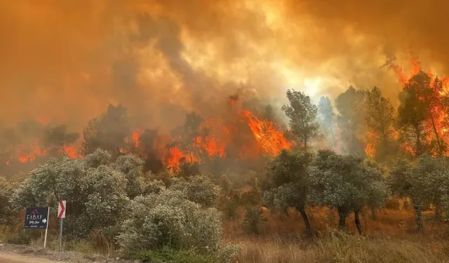 Türkiye Genelinde Orman Yangınları Patlak Verdi! Beş İlde Mücadele Sürüyor