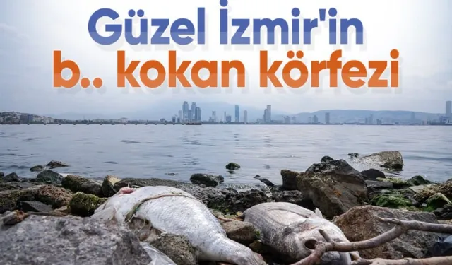 İzmir Körfezi'nde kirlilik, renk değişimi, kötü koku ve balık ölümleri sürüyor