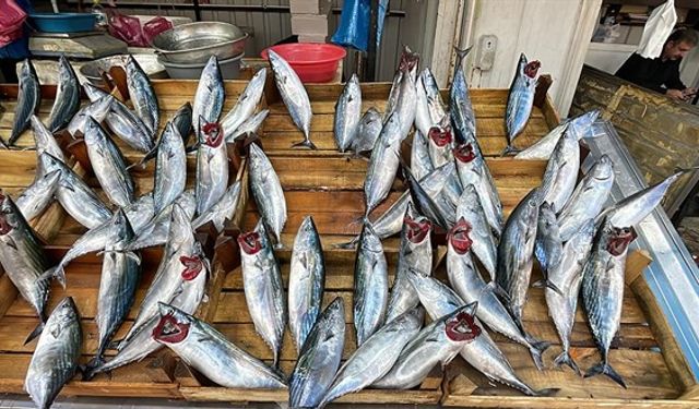 Palamut Bolluğu Yaşanıyor: Fiyatlar Yarısına Düştü