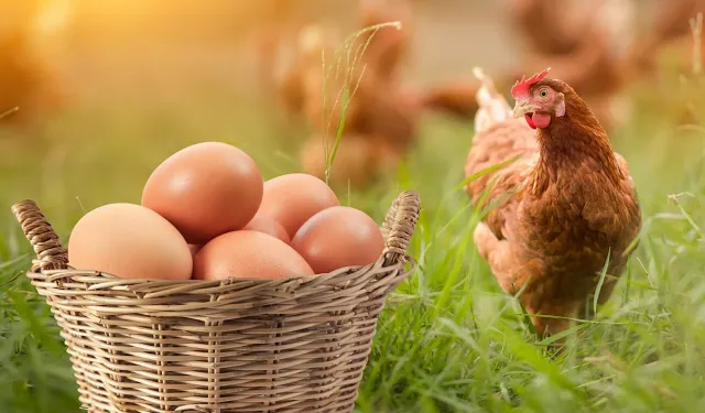 Yumurta fiyatları zamlandı, tavuk etinde artış yüzde 7 oldu