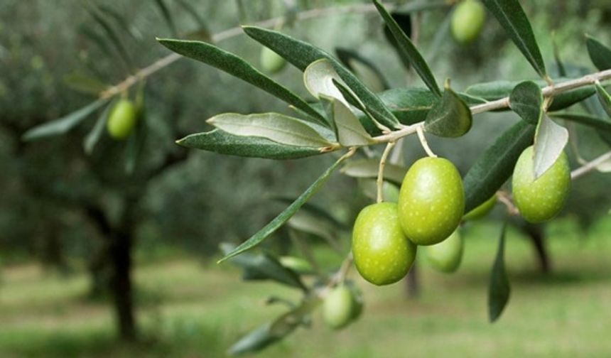 Koronavirüs tedavisinde zeytin yaprağı mucizesi!