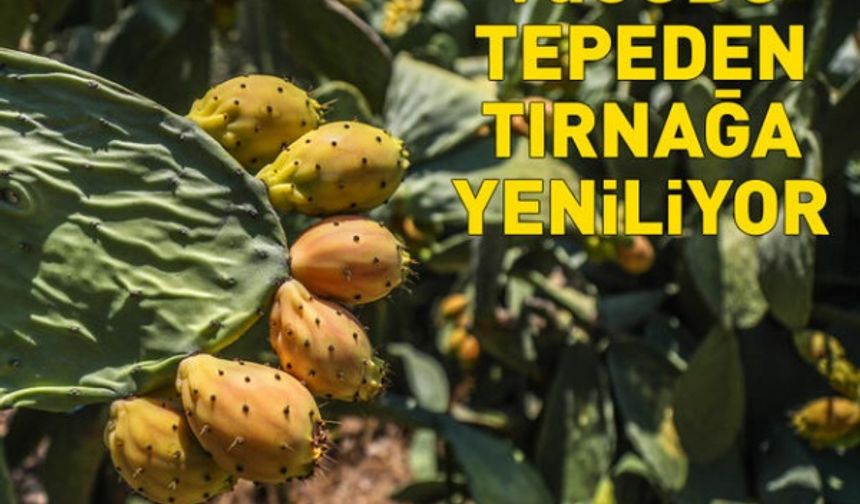 Vitamin deposu Frenk yemişi! Vücutta iyi gelmediği şey yok