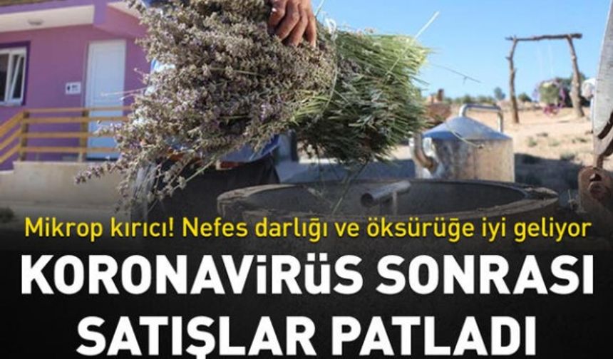 Nefes darlığı ve öksürüğe iyi geliyor! Koronavirüs sonrası satışlar patladı