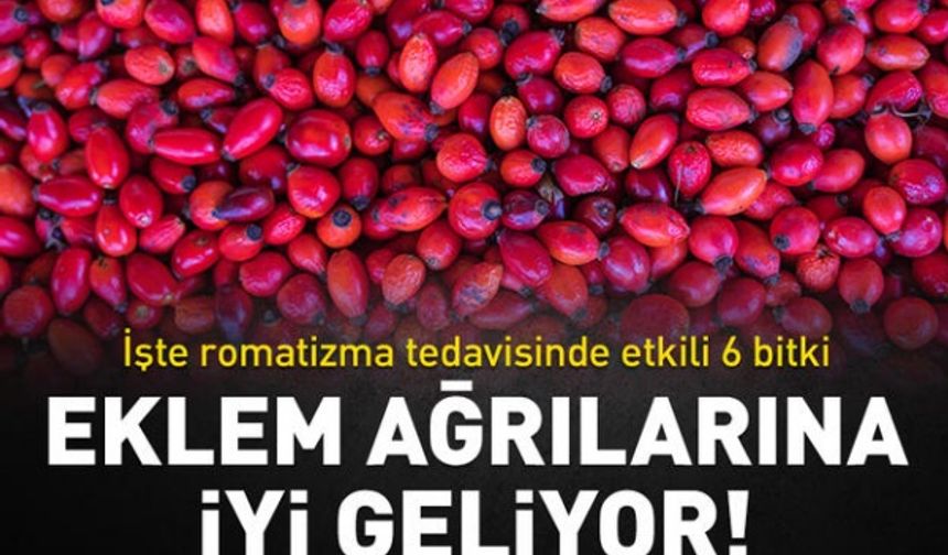 Romatizma ağrılarına iyi geliyor! Tedavide etkili 6 bitki