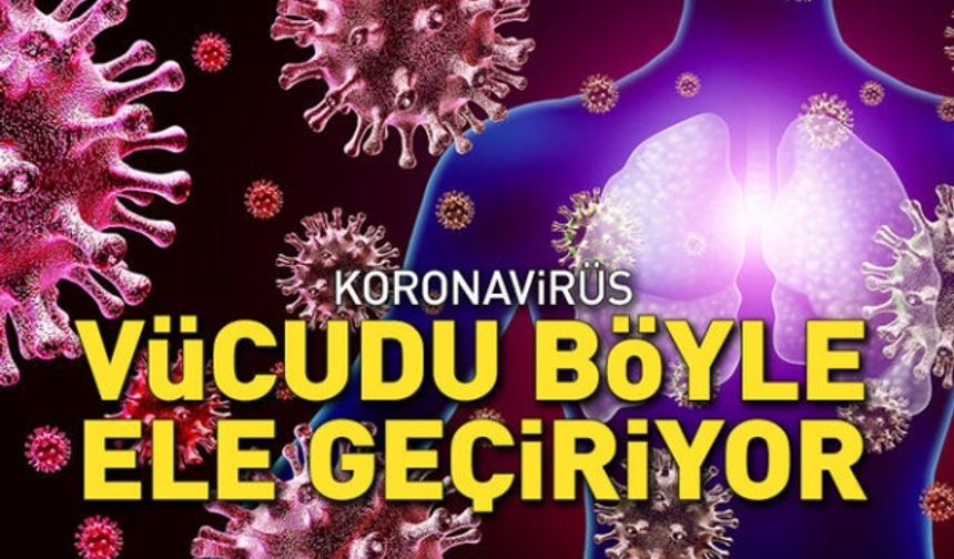 Koronavirüs vücudu böyle ele geçiriyor!