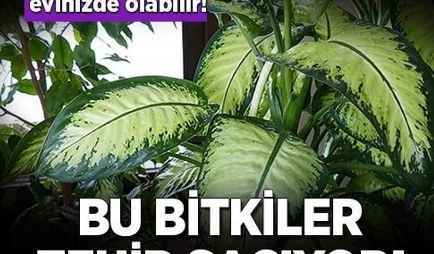 Uzmanlar uyardı! Bu bitkiler sizi yavaşça zehirliyor