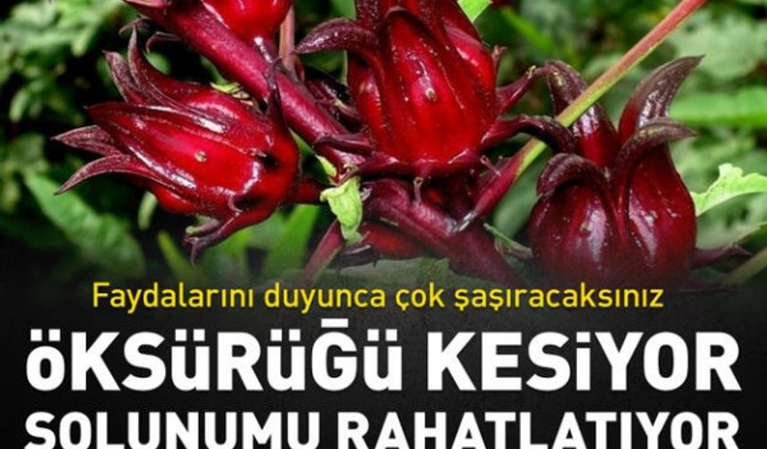 Öksürüğü kesiyor, solunumu rahatlatıyor! Faydalarını duyunca çok şaşıracaksınız..