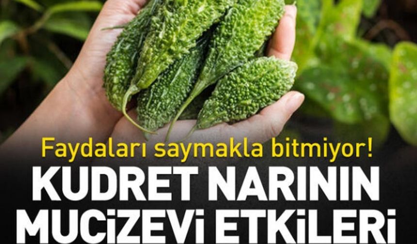 Faydaları saymakla bitmiyor! Kudret narının mucizevi etkileri..