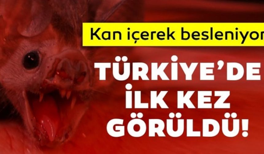 Mersin'de vampir yarasa görüldü! Bu kıllı bacaklı yarasa kanla besleniyor!