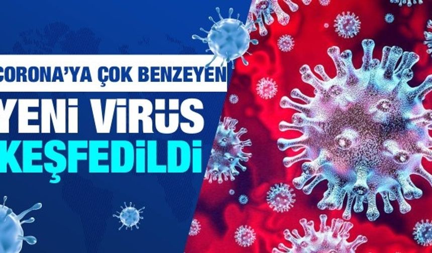 Koronavirüse çok benzeyen yeni bir virüs keşfedildi: RacCS203