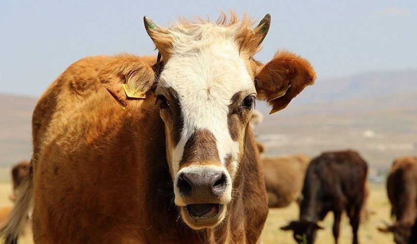 Kurban Bayramı ne zaman, ayın kaçında? Kurban Bayramı tatili kaç gün?