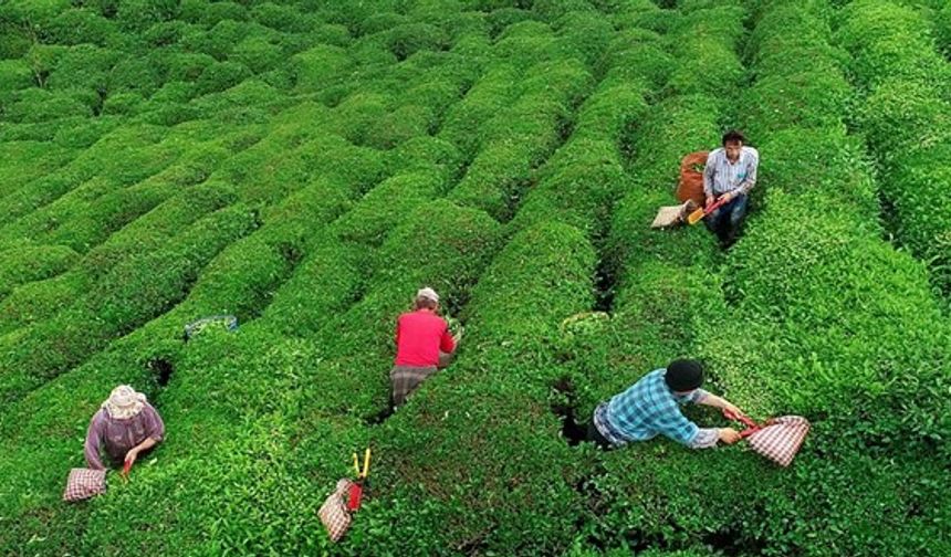 ÇAYKUR'dan çay üreticilerine ürünleri hasat edin çağrısı