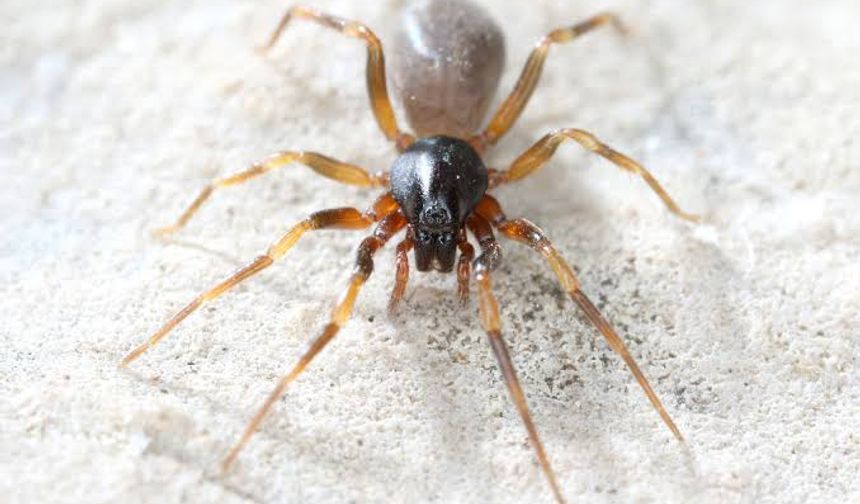 Örümcek Korkusu Yok, Keşif Var! Antalya'da Ortaya Çıkan 8 Yeni Türle Tanışın.