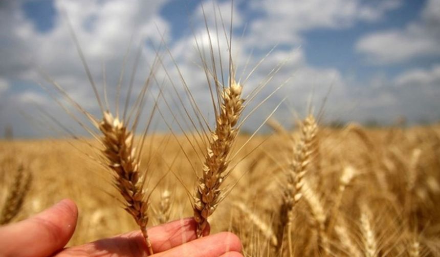 Buğdayda hasat dönemi: Fiyat önerisi geldi