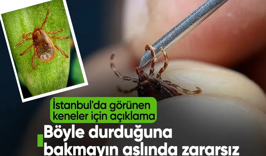 İstanbul'da Görülen Kenelerin Türü Belli Oldu: Zararsız
