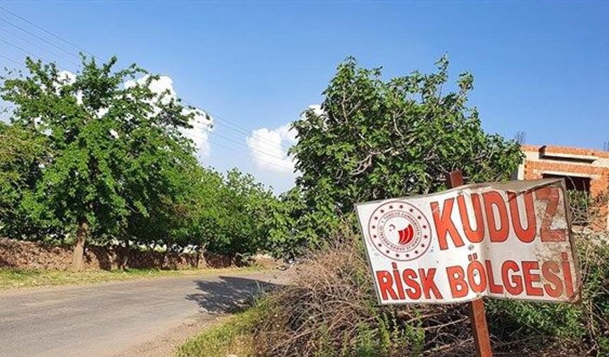 Ardahan'da kuduz alarmı: Bir bölge karantinaya alındı