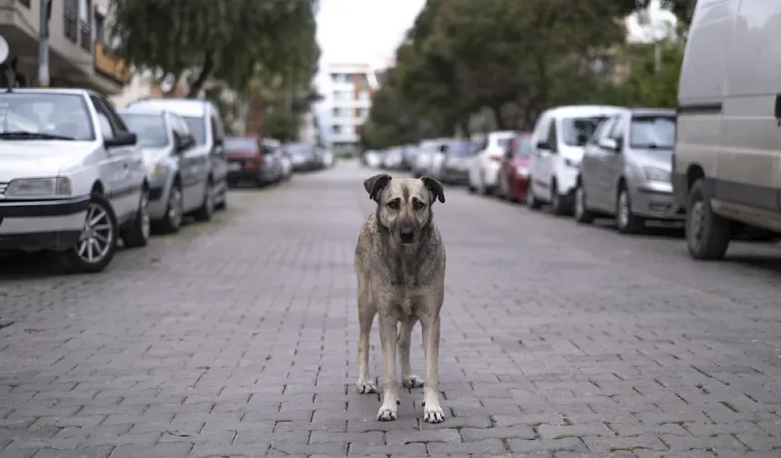 Sahipsiz hayvanlar için müfettişler 81 ilde sahada