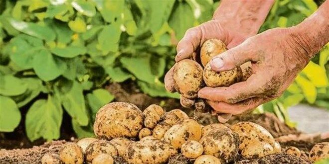 patates-fiyatlarinda-buyuk-artis