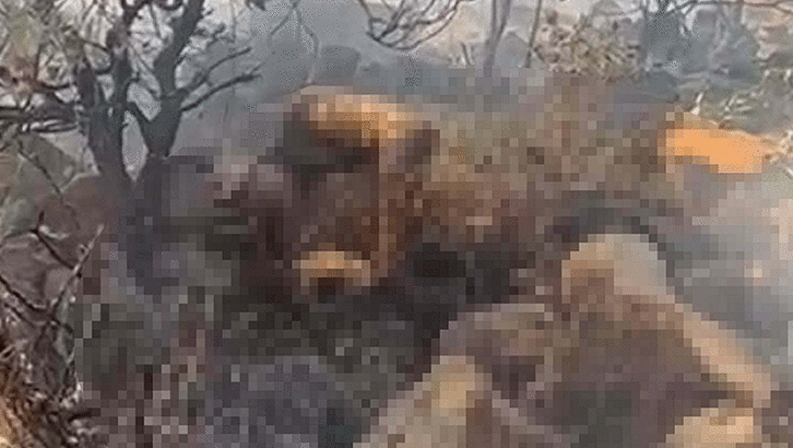 Marmaris'te yanan ormanda bulunan cesedin kime ait olduğu belirlendi