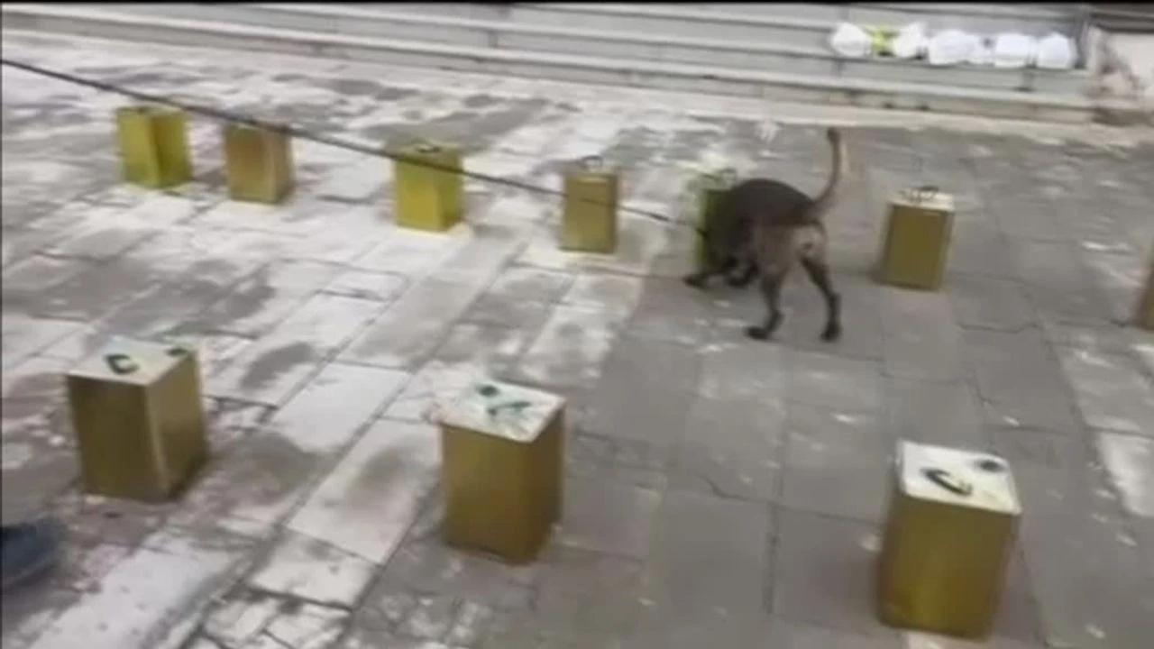 Zeytinyagi Uyusturucu