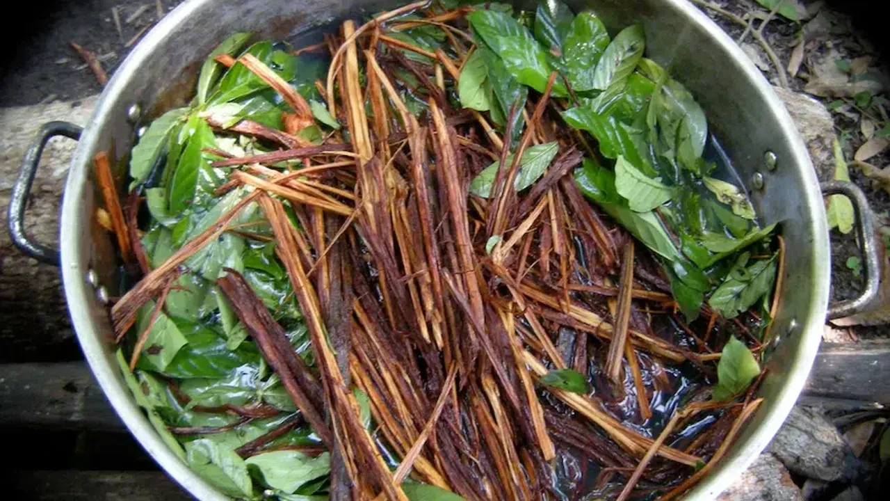4A8B63E3 Ayahuasca
